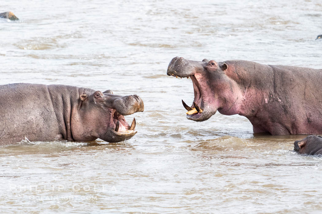 Hippopotamus with Open Mouth in the Mara River, Kenya. Mara North Conservancy, Hippopotamus amphibius, natural history stock photograph, photo id 39730