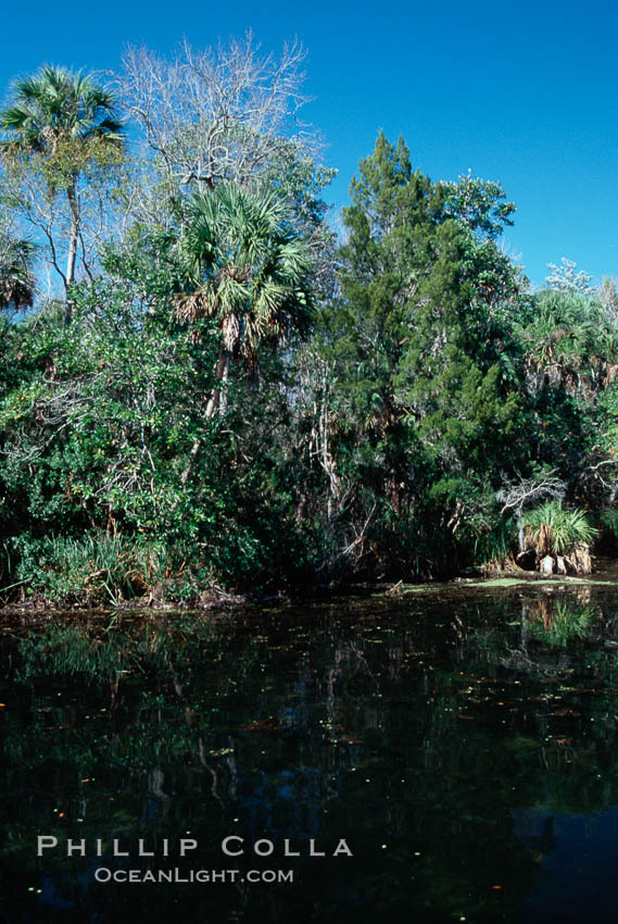 Homosassa River. Florida, USA, natural history stock photograph, photo id 02689