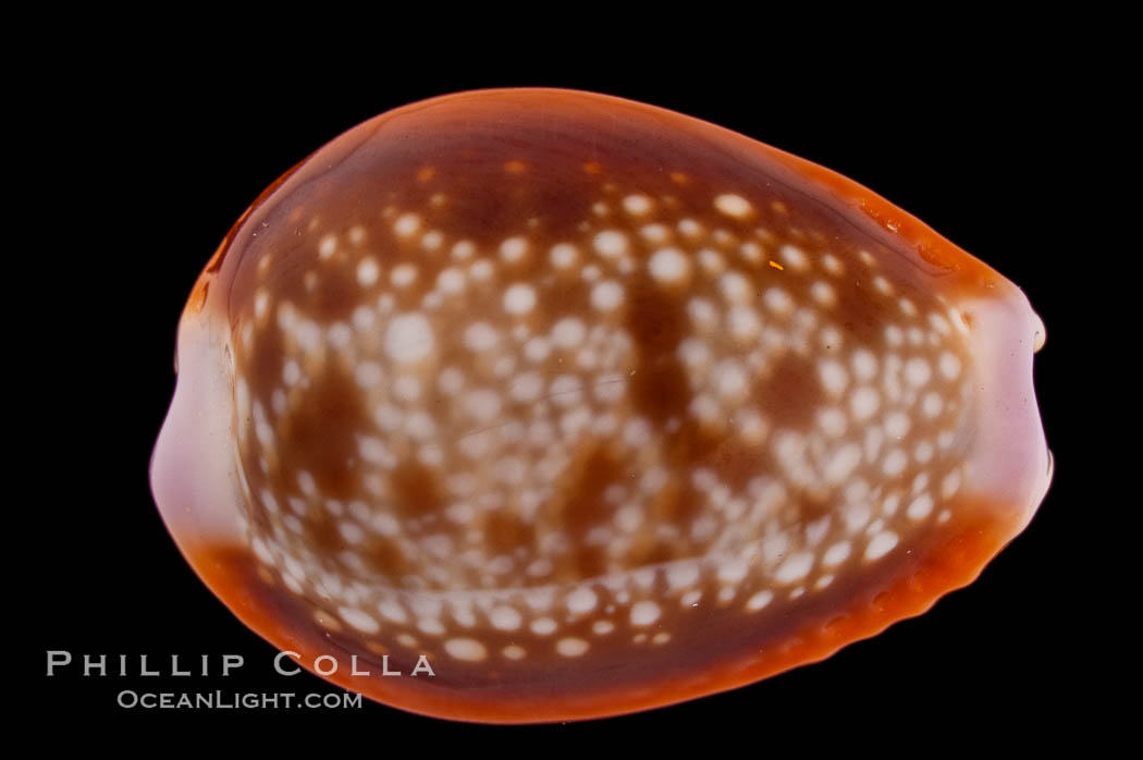 Honey Cowrie., Cypraea helvola citrinicolor, natural history stock photograph, photo id 08227