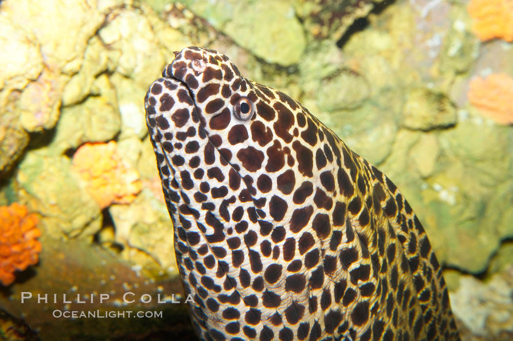 Honeycomb moray eel (tesselate moray)., Gymnothorax favagineus, natural history stock photograph, photo id 12922