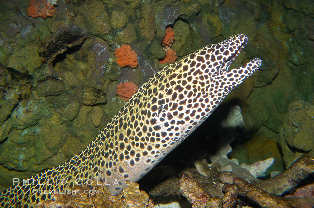 Honeycomb moray eel (tesselate moray)., Gymnothorax favagineus, natural history stock photograph, photo id 12921