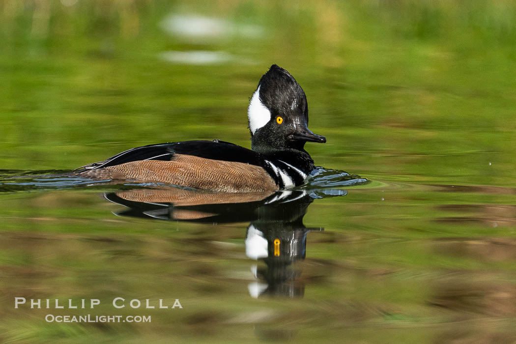 Hooded Merganser, Lophodytes cucullatus., Lophodytes cucullatus, natural history stock photograph, photo id 41444