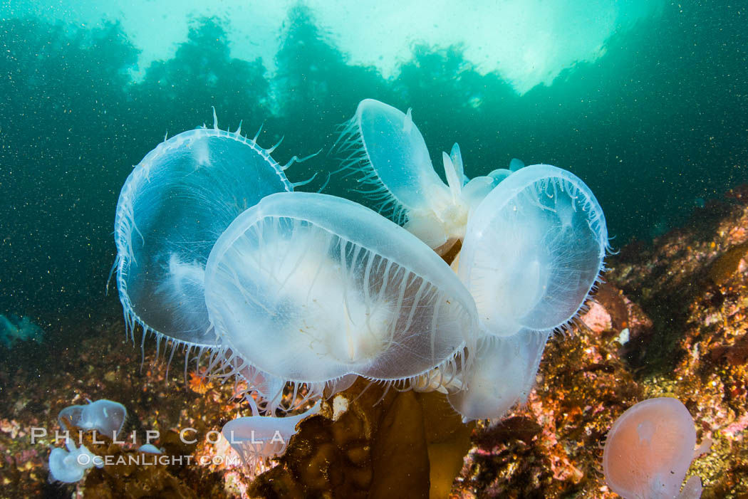 Hooded Nudibranch Melibe leonina on kelp and rocky reef, Browning Pass, Vancouver Island, Canada, Melibe leonina