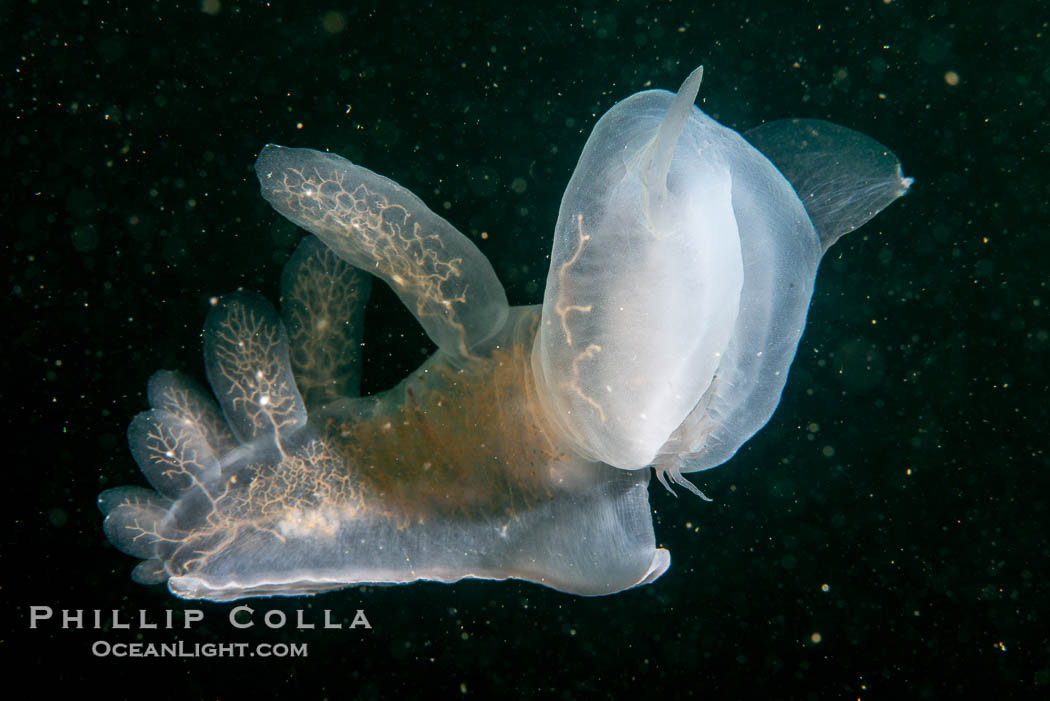 Hooded Nudibranch Melibe leonina swimming in mid water column, Browning Pass, Vancouver Island, Canada., Melibe leonina, natural history stock photograph, photo id 35449