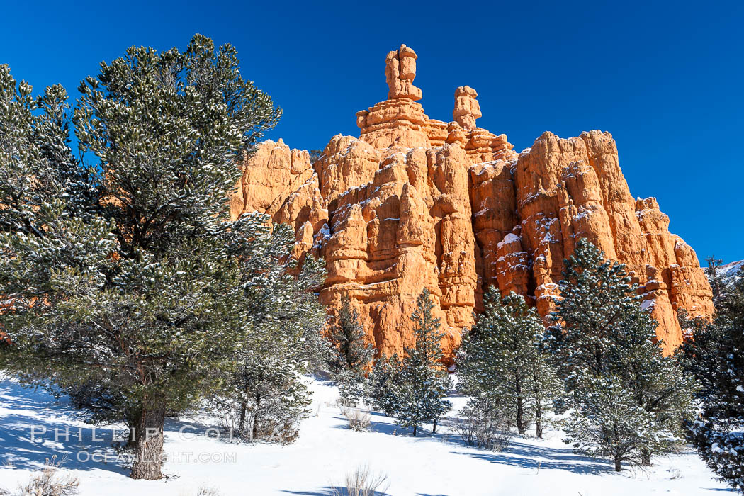 Hoodoos, walls and sandstone spires. Red Canyon, Dixie National Forest, Utah, USA, natural history stock photograph, photo id 18087