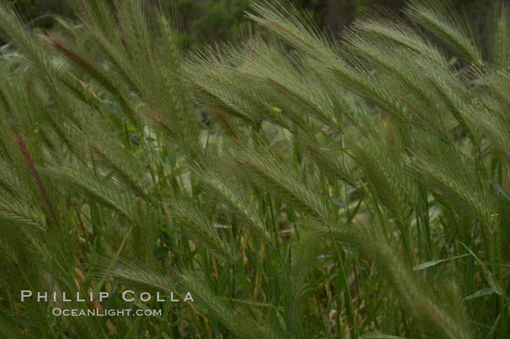 Foxtail barley. San Elijo Lagoon, Encinitas, California, USA, Hordeum murinum, natural history stock photograph, photo id 11382