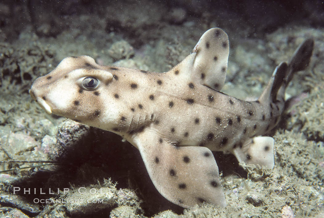 Horn shark. San Clemente Island, California, USA, Heterodontus francisci, natural history stock photograph, photo id 01071