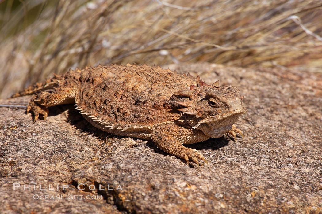 Horned lizard.  When threatened, the horned lizard can squirt blood from its eye at an attacker up to 5 feet away, Phrynosoma, Amado, Arizona
