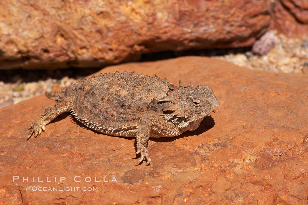 Horned lizard.  When threatened, the horned lizard can squirt blood from its eye at an attacker up to 5 feet away. Amado, Arizona, USA, Phrynosoma, natural history stock photograph, photo id 23052