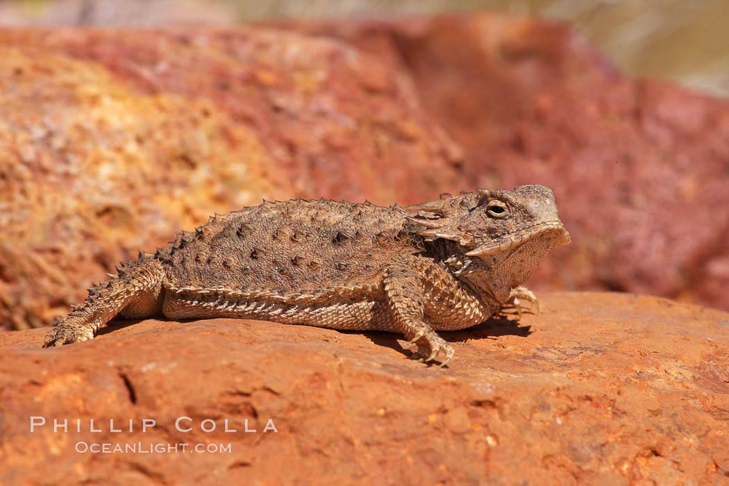 Horned lizard.  When threatened, the horned lizard can squirt blood from its eye at an attacker up to 5 feet away. Amado, Arizona, USA, Phrynosoma, natural history stock photograph, photo id 22973