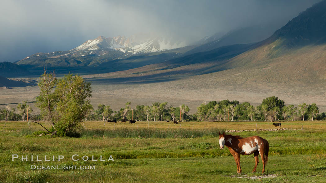 Horse and meadow near Round Valley, with Sierra Nevada mountains in the distance. Bishop, California, USA, natural history stock photograph, photo id 26884