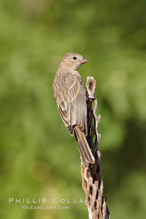 House finch, female. Amado, Arizona, USA, Carpodacus mexicanus, natural history stock photograph, photo id 23062