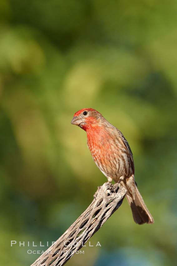 House finch, male. Amado, Arizona, USA, Carpodacus mexicanus, natural history stock photograph, photo id 22988