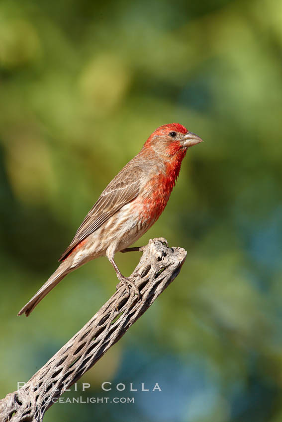 House finch, male. Amado, Arizona, USA, Carpodacus mexicanus, natural history stock photograph, photo id 22992