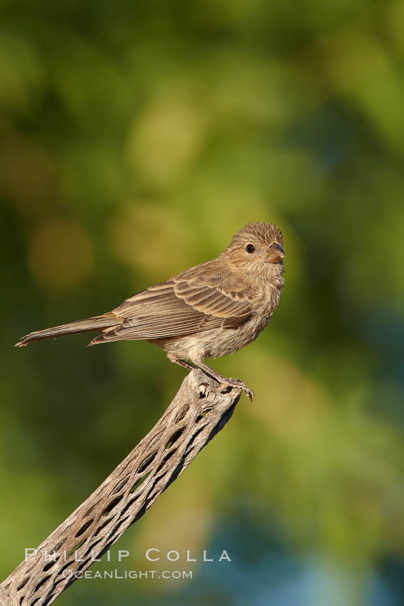 House finch, female. Amado, Arizona, USA, Carpodacus mexicanus, natural history stock photograph, photo id 22899