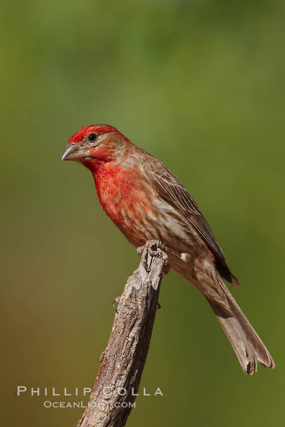 House finch, male. Amado, Arizona, USA, Carpodacus mexicanus, natural history stock photograph, photo id 22998