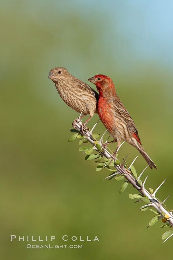 House finch, male. Amado, Arizona, USA, Carpodacus mexicanus, natural history stock photograph, photo id 23040