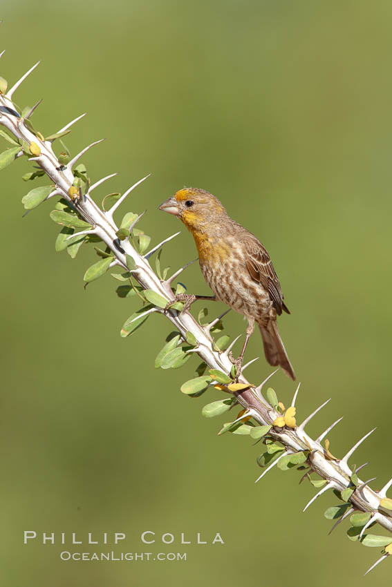 House finch, immature. Amado, Arizona, USA, Carpodacus mexicanus, natural history stock photograph, photo id 22919