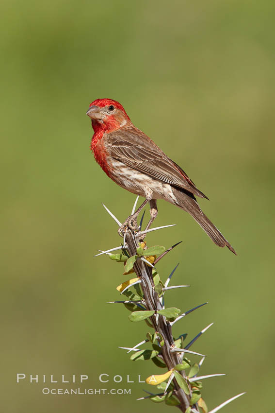 House finch, male, Carpodacus mexicanus, Amado, Arizona