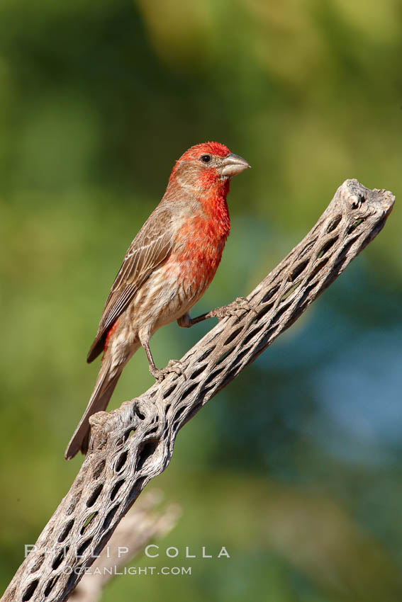 House finch, male. Amado, Arizona, USA, Carpodacus mexicanus, natural history stock photograph, photo id 22991