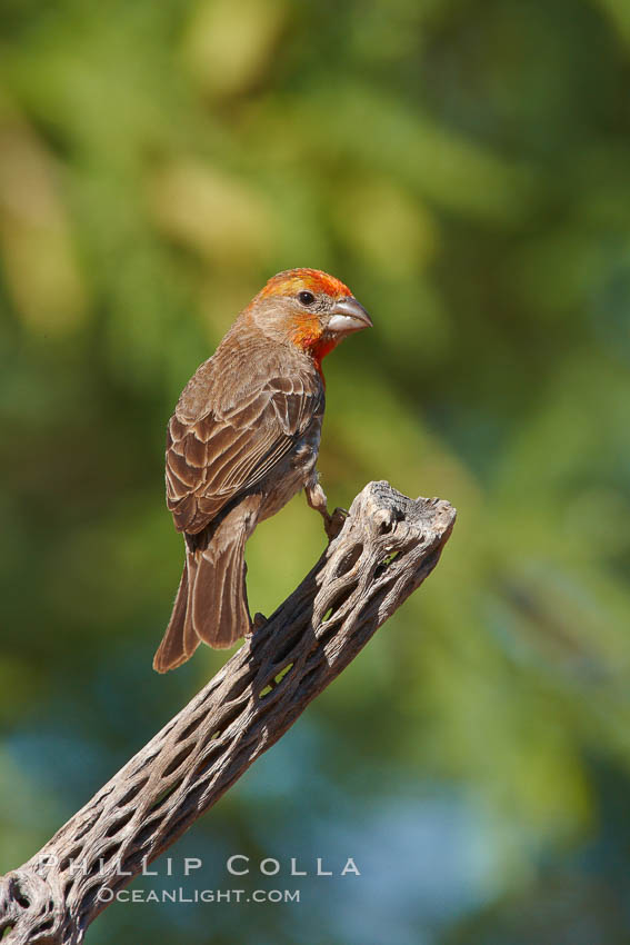 House finch, immature. Amado, Arizona, USA, Carpodacus mexicanus, natural history stock photograph, photo id 23031