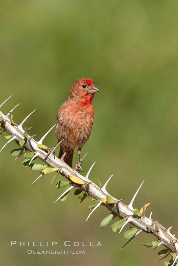 House finch, male. Amado, Arizona, USA, Carpodacus mexicanus, natural history stock photograph, photo id 23085