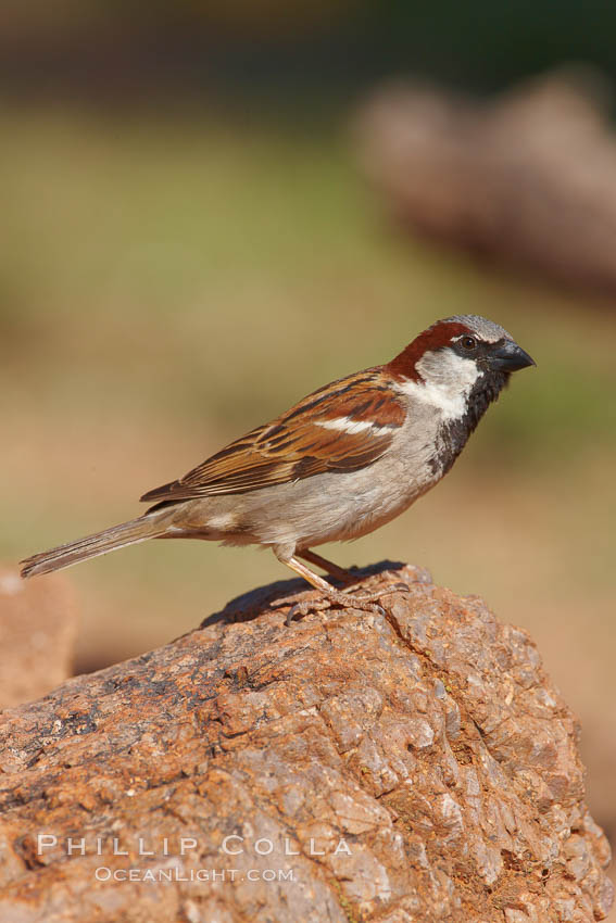 House sparrow, breeding male, Passer domesticus, Amado, Arizona
