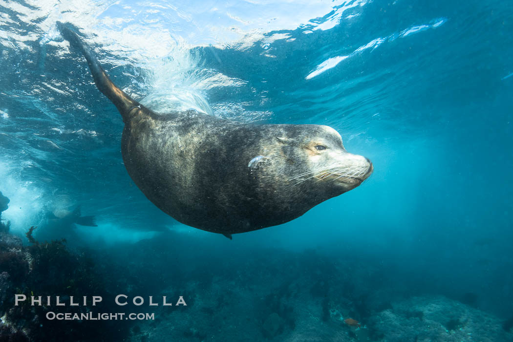 Huge California Sea Lion Male Underwater, a bull, patrolling his breeding harem and territory, Coronado Islands, Mexico. His sagittal crest, the bony bump on his head that distinguishes adult male sea lions, is clearly seen. Coronado Islands (Islas Coronado), Baja California, Zalophus californianus, natural history stock photograph, photo id 40737