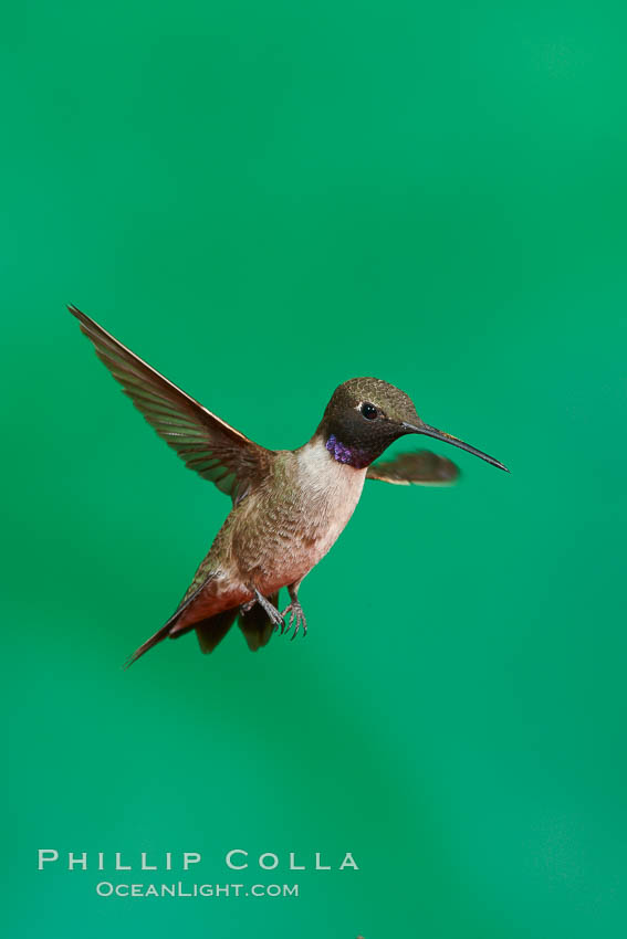 Hummingbird. Amado, Arizona, USA, natural history stock photograph, photo id 22898