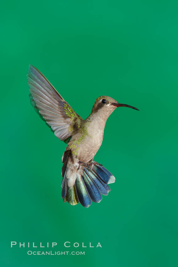 Hummingbird. Amado, Arizona, USA, natural history stock photograph, photo id 23032