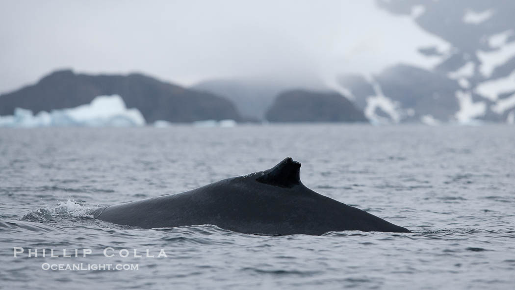 Humpback whale in Antarctica., Megaptera novaeangliae, natural history stock photograph, photo id 25559