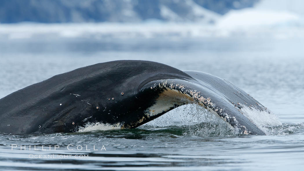 Humpback whale in Antarctica.  A humpback whale swims through the beautiful ice-filled waters of Neko Harbor, Antarctic Peninsula, Antarctica., Megaptera novaeangliae, natural history stock photograph, photo id 25723
