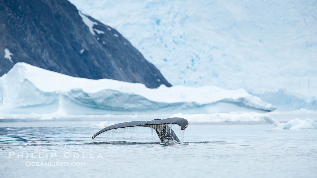 Humpback whale in Antarctica.  A humpback whale swims through the beautiful ice-filled waters of Neko Harbor, Antarctic Peninsula, Antarctica., Megaptera novaeangliae, natural history stock photograph, photo id 25725