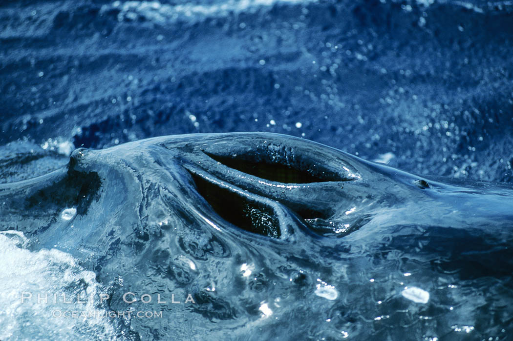 Humpback whale blowhole. Maui, Hawaii, USA, Megaptera novaeangliae, natural history stock photograph, photo id 04322