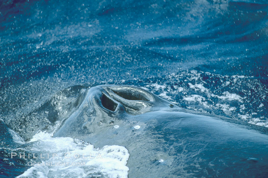 Humpback whale blowhole. Maui, Hawaii, USA, Megaptera novaeangliae, natural history stock photograph, photo id 04309