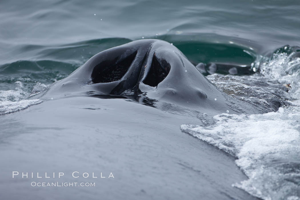 Humpback whale blowhole, showing twin nares (nostrils) which have a few small parasites clinging to the whale's skin around the blowhole openings. Santa Rosa Island, California, USA, Megaptera novaeangliae, natural history stock photograph, photo id 27041