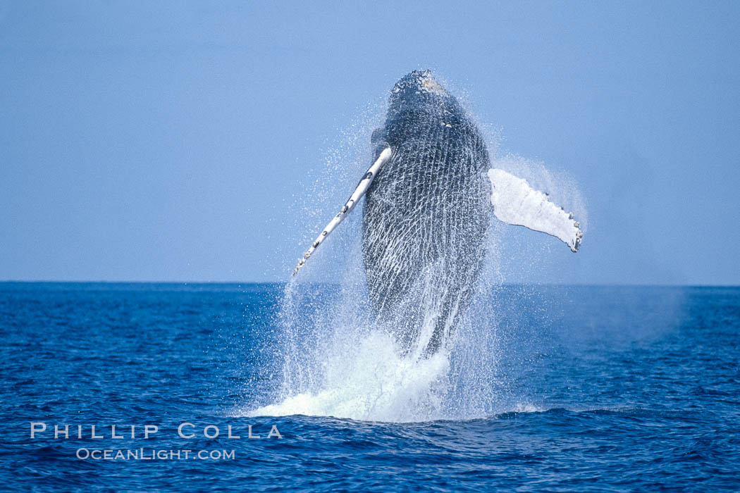 Humpback whale breaching. Maui, Hawaii, USA, Megaptera novaeangliae, natural history stock photograph, photo id 03858