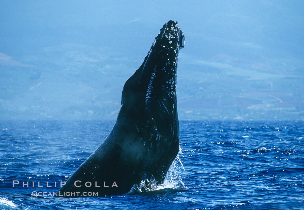 Humpback whale performing a head slap. Maui, Hawaii, USA, Megaptera novaeangliae, natural history stock photograph, photo id 03886