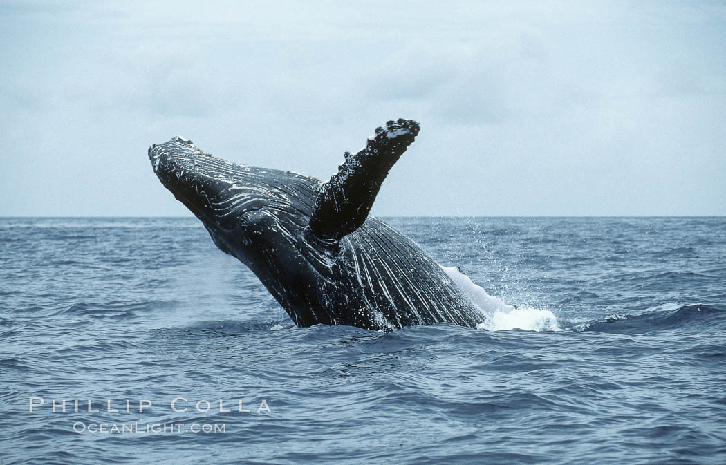 Humpback whale breaching. Maui, Hawaii, USA, Megaptera novaeangliae, natural history stock photograph, photo id 03910