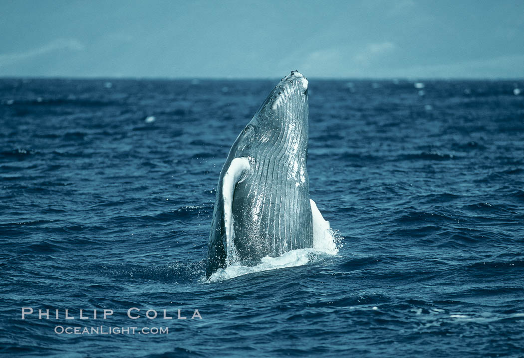 Humpback whale breaching. Maui, Hawaii, USA, Megaptera novaeangliae, natural history stock photograph, photo id 03914