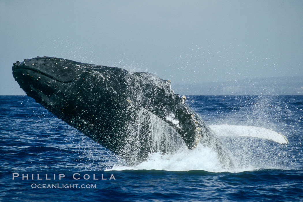 North Pacific humpback whale, breach. Maui, Hawaii, USA, Megaptera novaeangliae, natural history stock photograph, photo id 01464