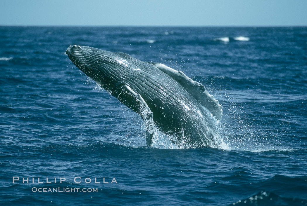 Humpback whale breaching. Maui, Hawaii, USA, Megaptera novaeangliae, natural history stock photograph, photo id 03920