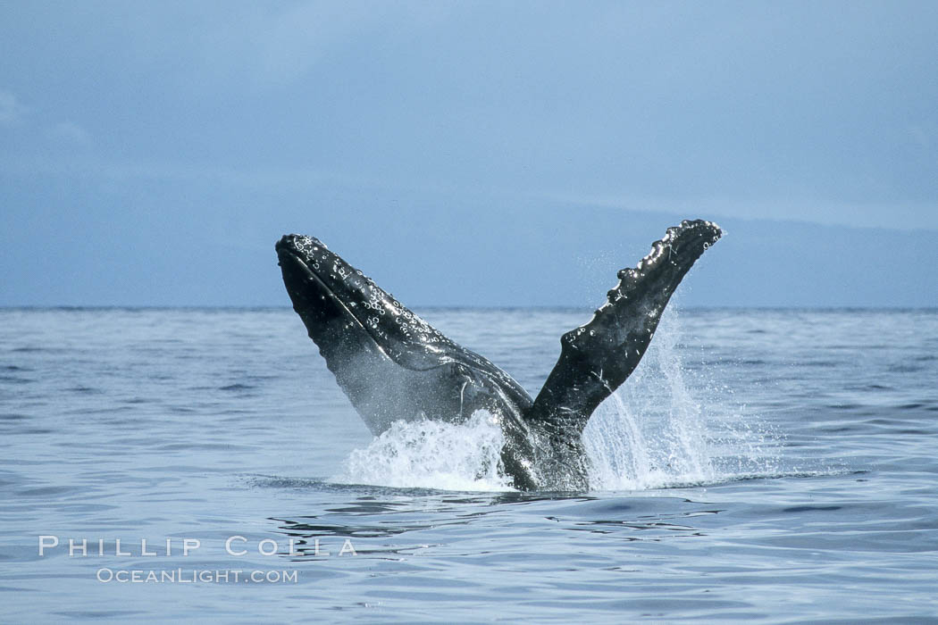 Humpback whale breaching. Maui, Hawaii, USA, Megaptera novaeangliae, natural history stock photograph, photo id 03948