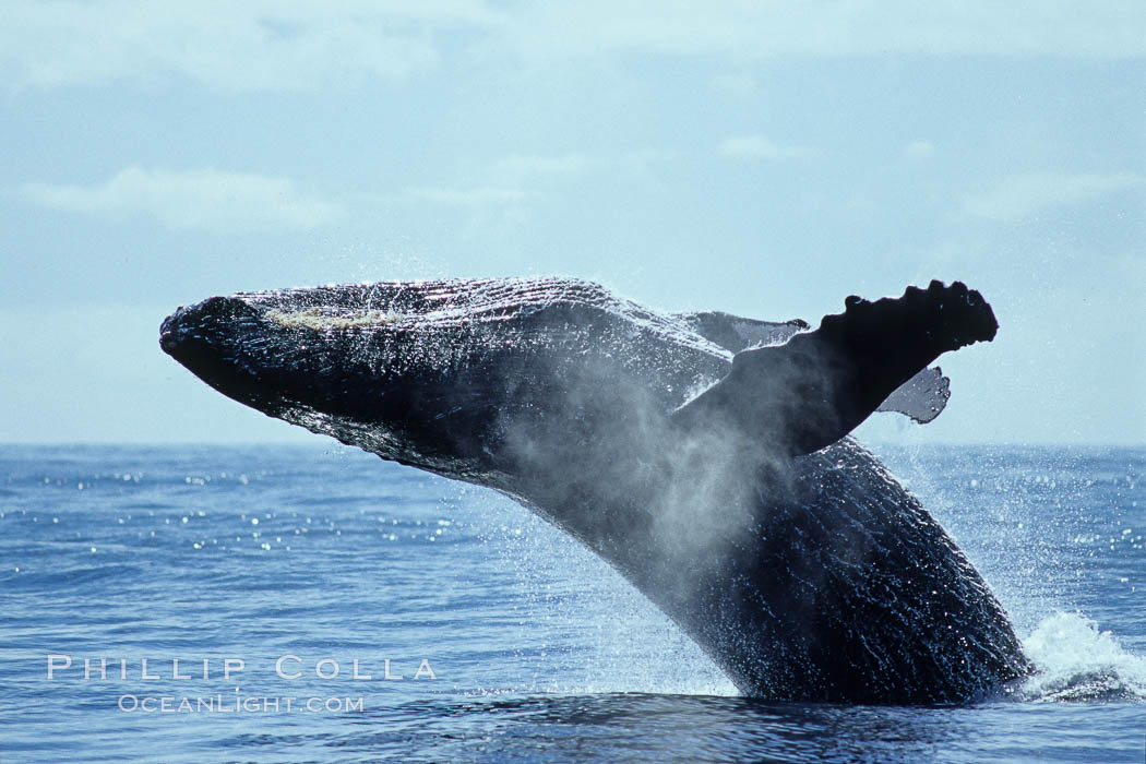 North Pacific humpback whale, breach. Maui, Hawaii, USA, Megaptera novaeangliae, natural history stock photograph, photo id 05912