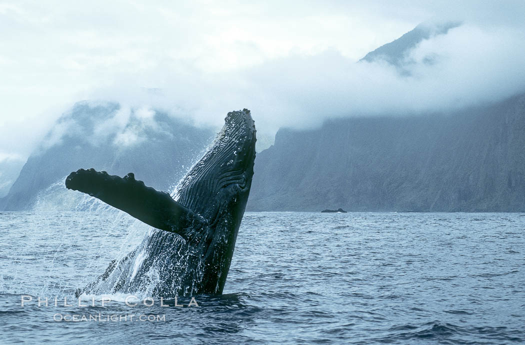 Humpback whale breaching. Molokai, Hawaii, USA, Megaptera novaeangliae, natural history stock photograph, photo id 03899