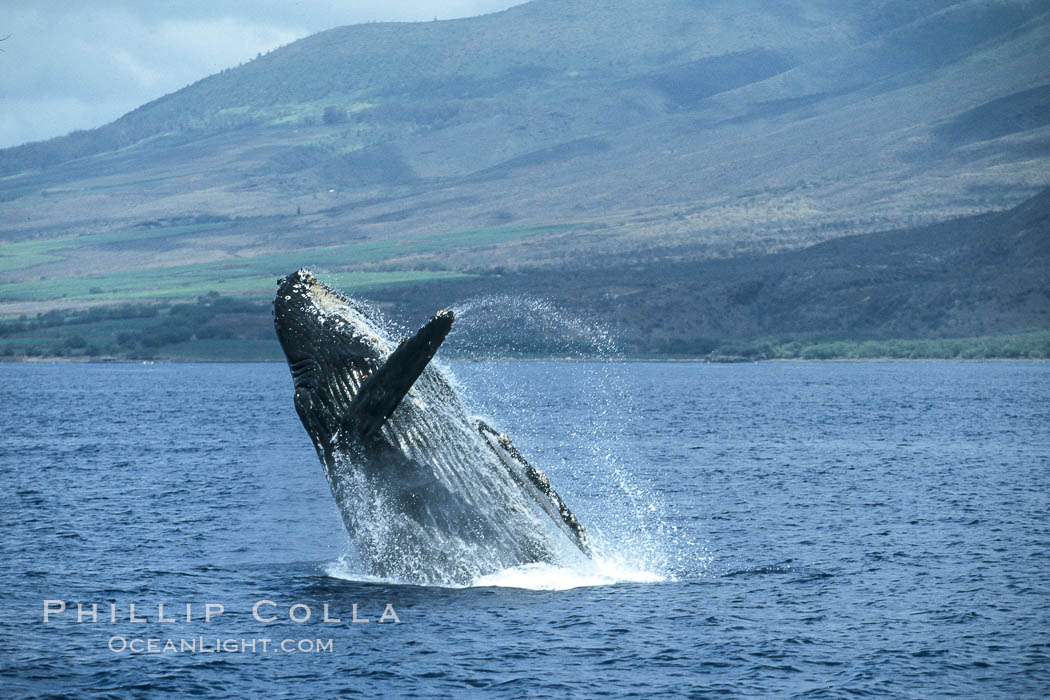 Humpback whale breaching. Maui, Hawaii, USA, Megaptera novaeangliae, natural history stock photograph, photo id 03927