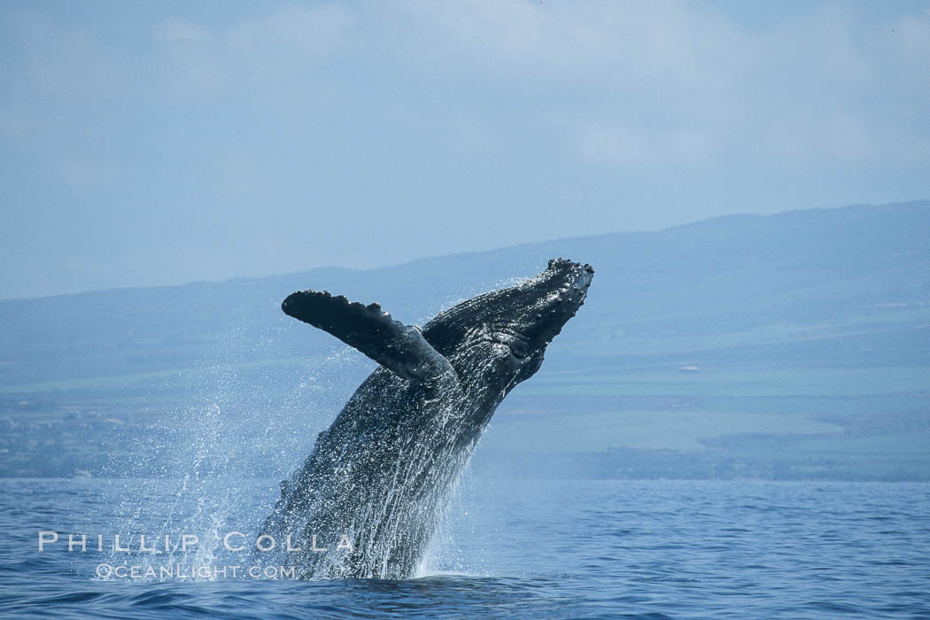 Humpback whale breaching. Maui, Hawaii, USA, Megaptera novaeangliae, natural history stock photograph, photo id 03939