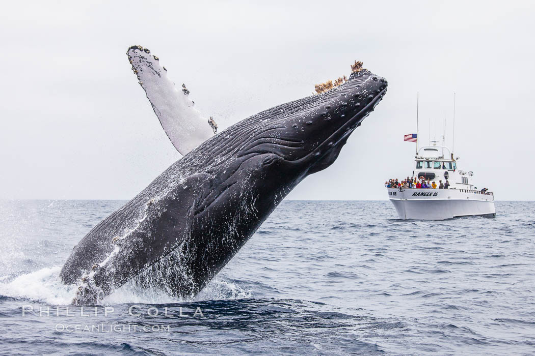 Humpback whale breaching, pectoral fin and rostrom visible, Megaptera novaeangliae, San Diego, California