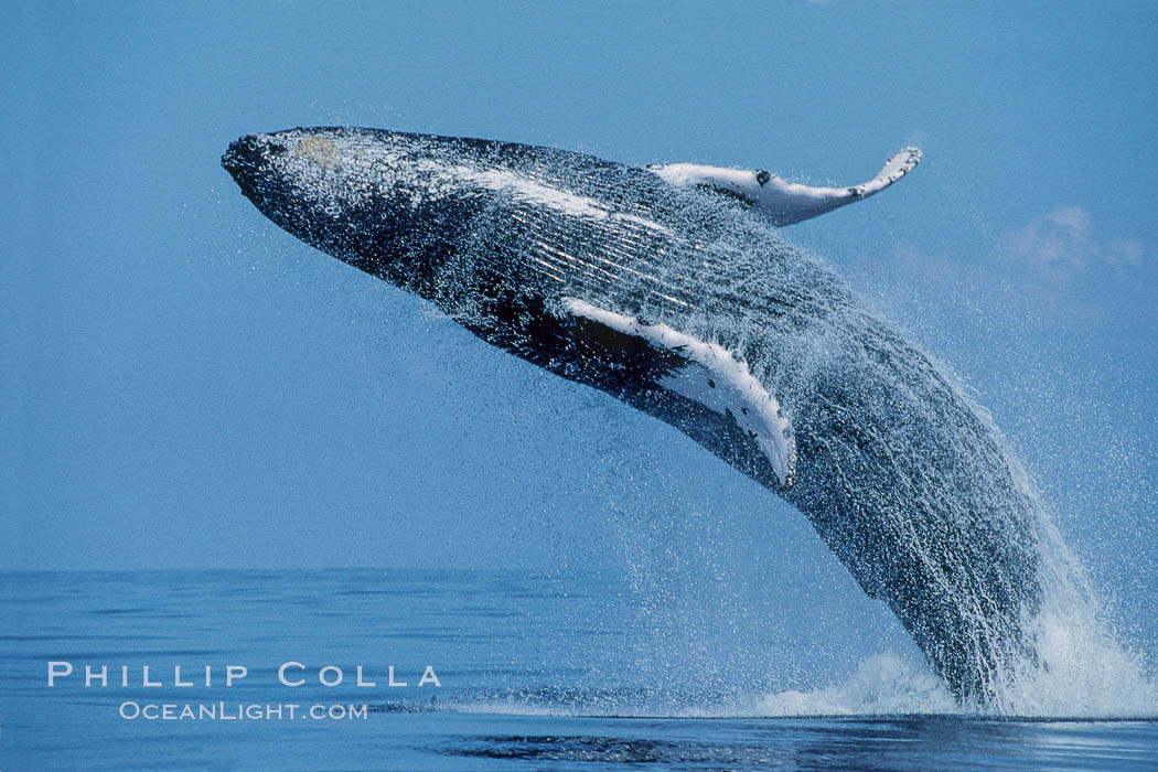 North Pacific humpback whale, breach, Megaptera novaeangliae, Maui