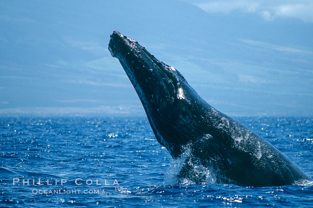 Humpback whale performing a head slap. Maui, Hawaii, USA, Megaptera novaeangliae, natural history stock photograph, photo id 03881